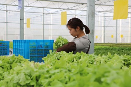 公司工会组织开展"采收新鲜,包装健康,我是植物工厂好员工"劳动竞赛